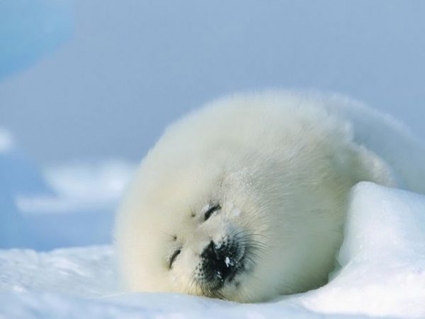 baby arctic seal